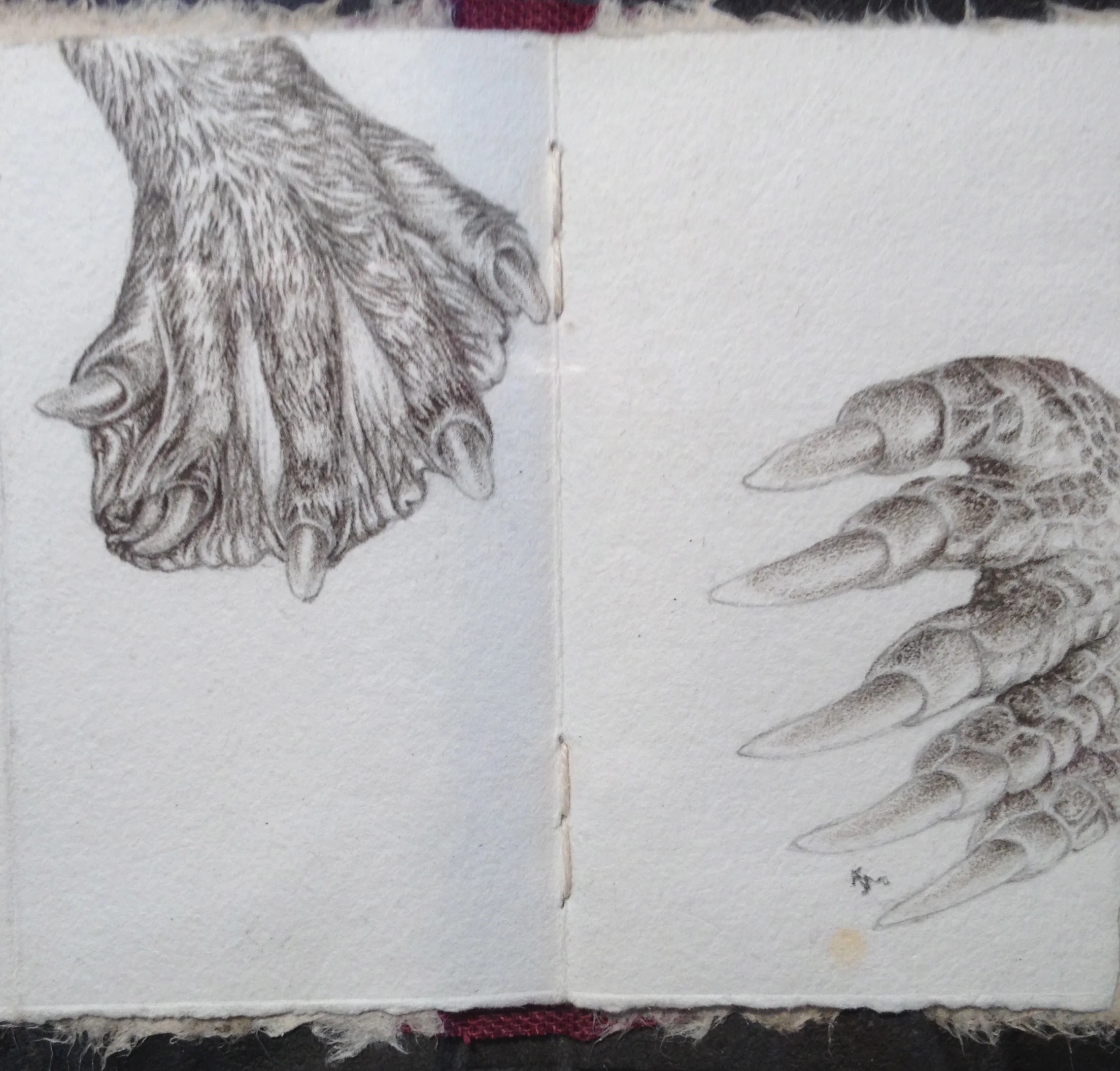 beaver:mole claws.jpg