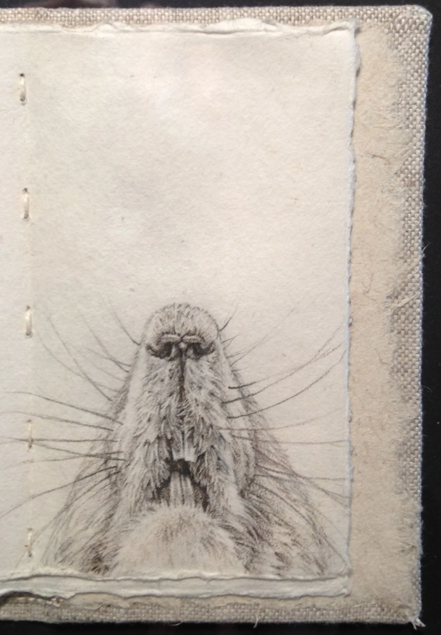 snouts:squirrel.jpg