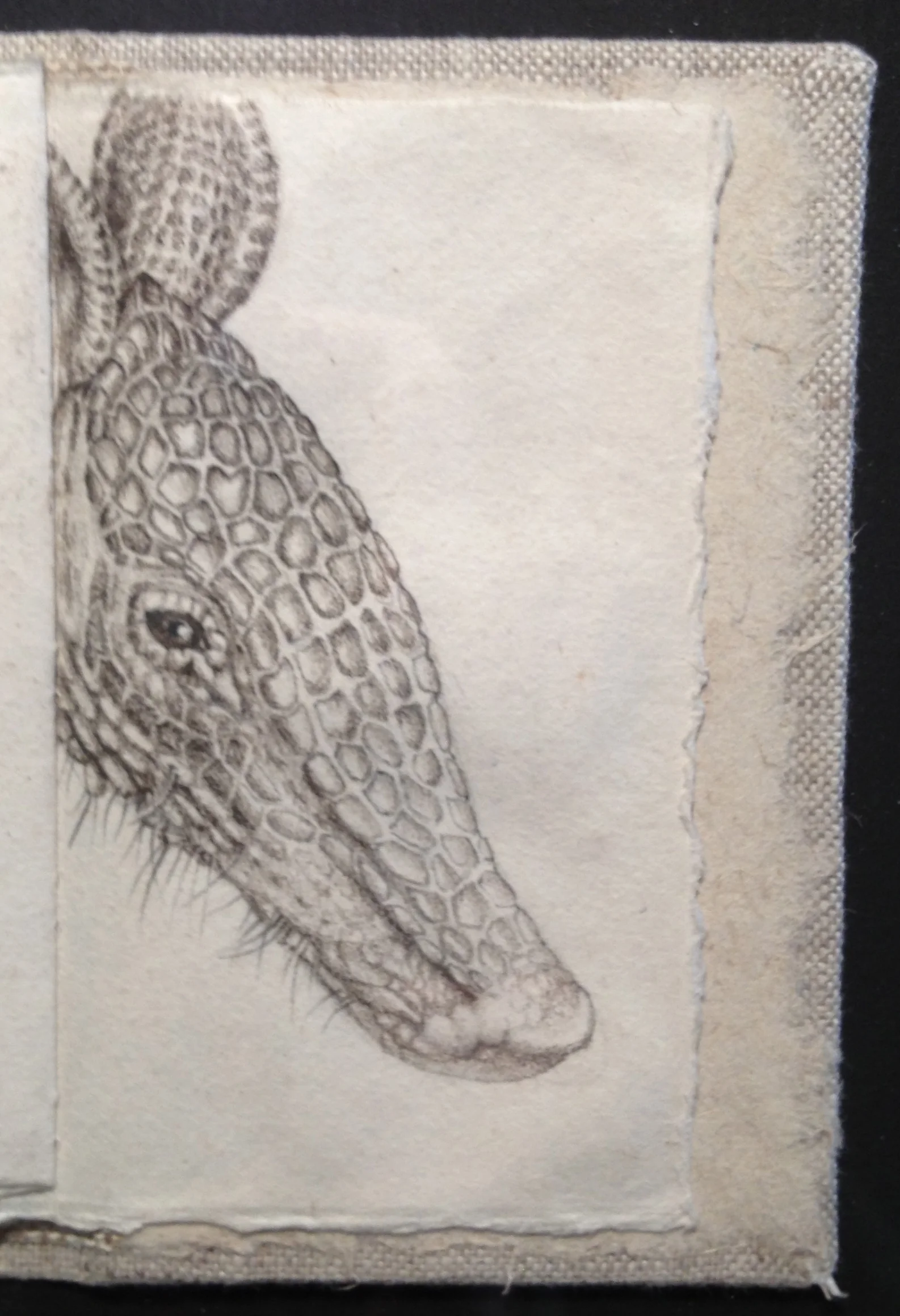 snouts:dillo.jpg