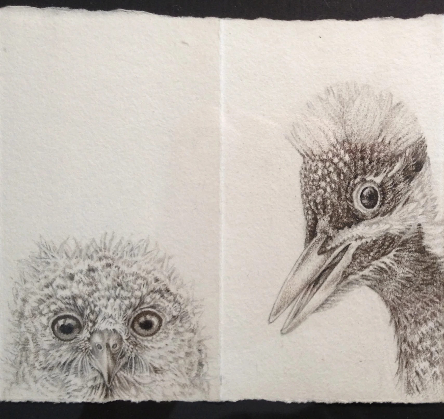 owlet:pileated woodpecker.JPG