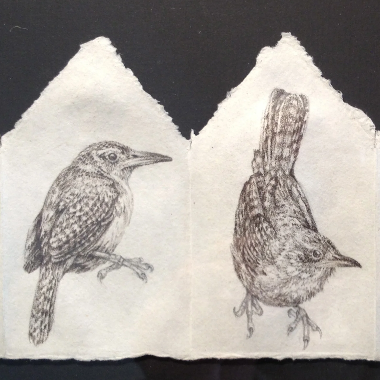 wren thumbnail 3.jpg