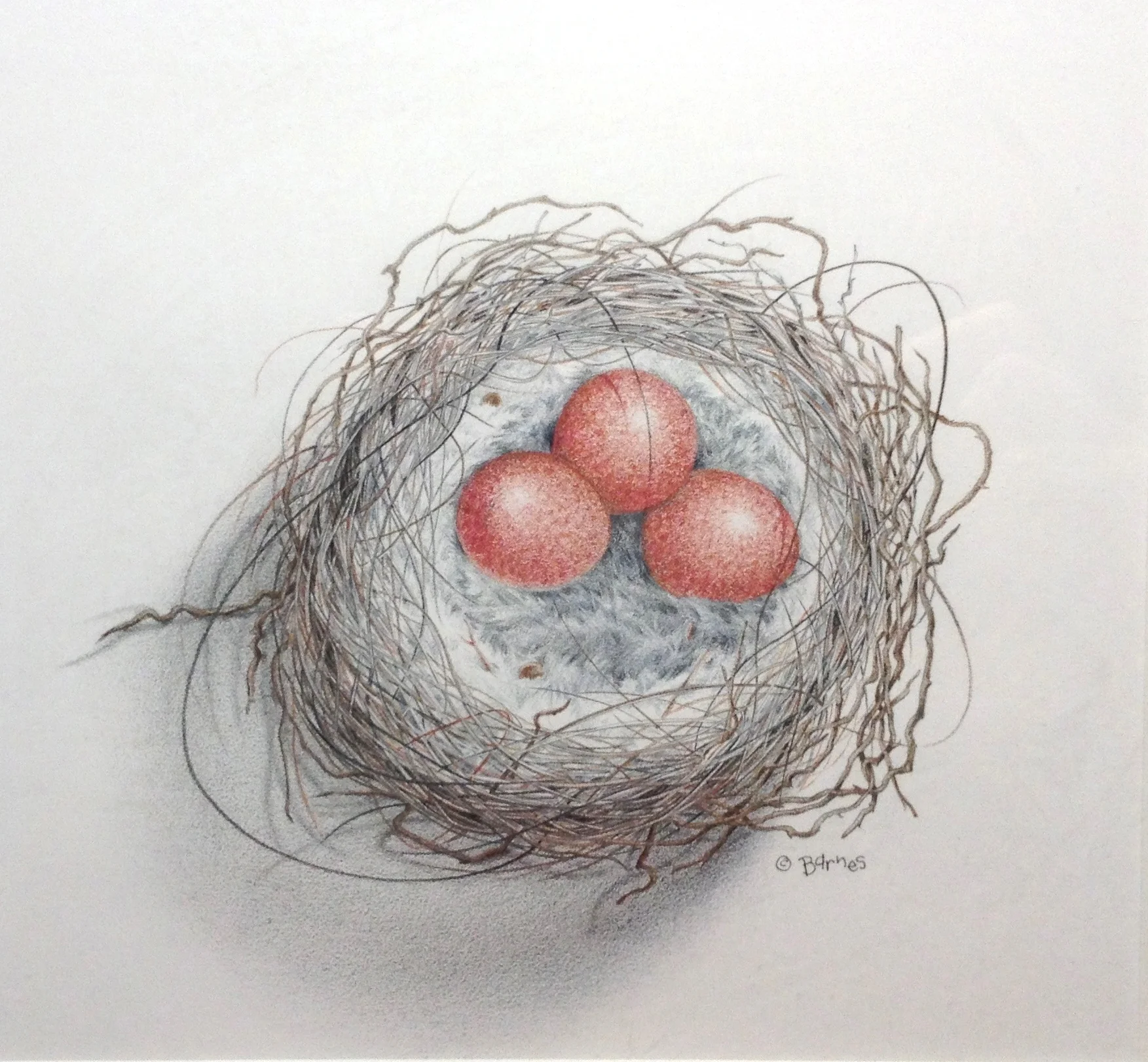 best nest.jpg