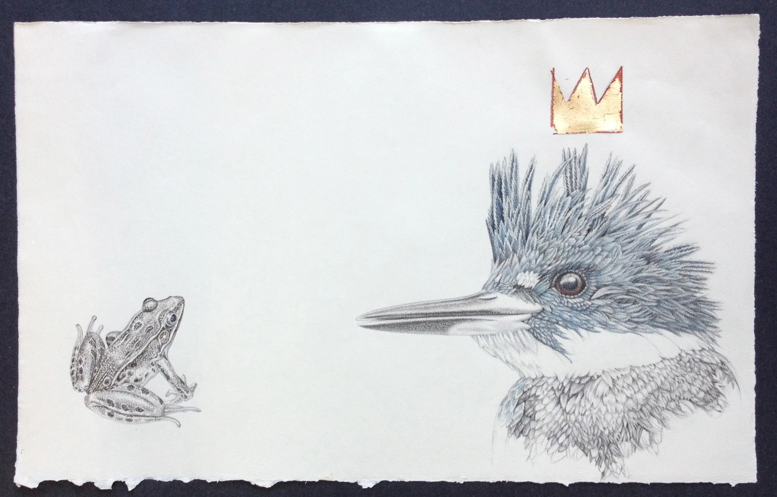 Belted Kingfisher vs Leopard Frog