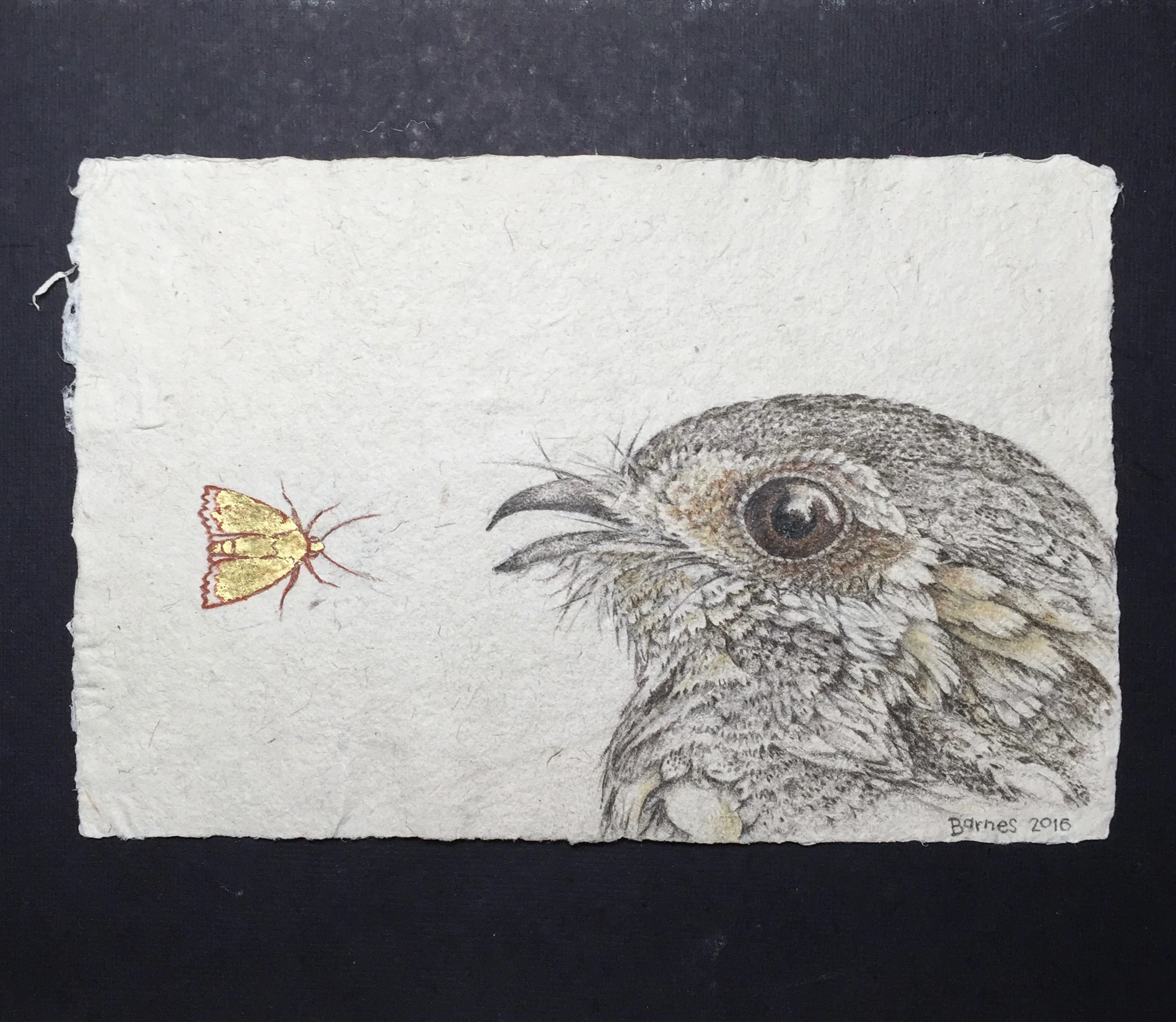 revised nightjar.jpg