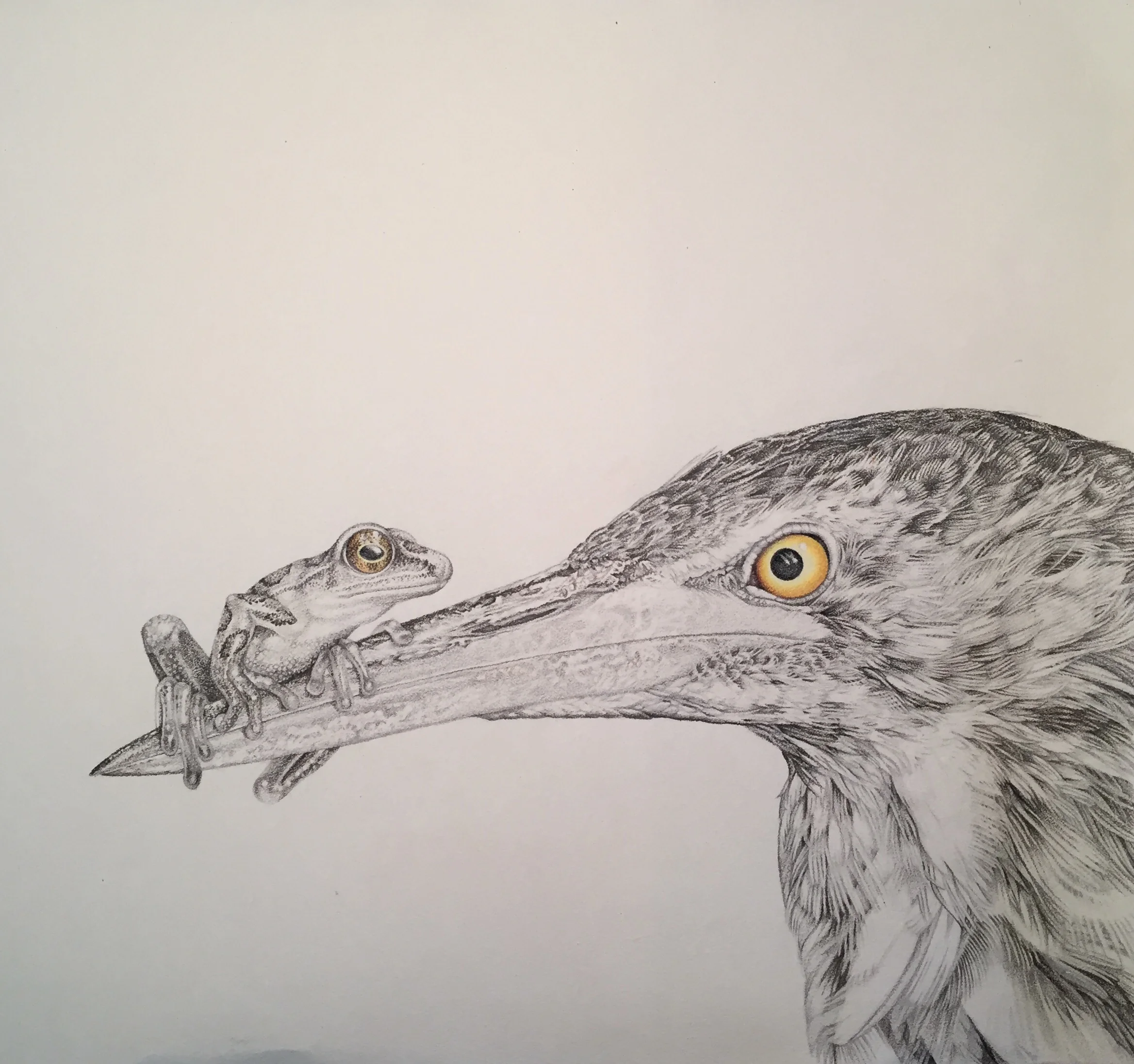 leopard frog vs american bittern.JPG