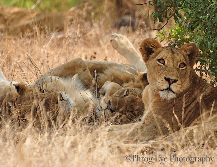 5. Lion Famliy of Kruger.jpg