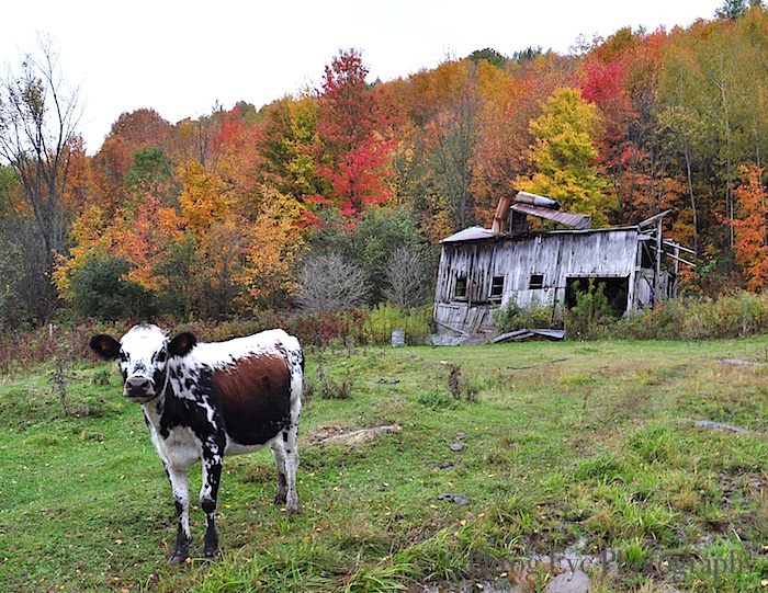 6. Mike's Cow and the Old Sugar House.jpg