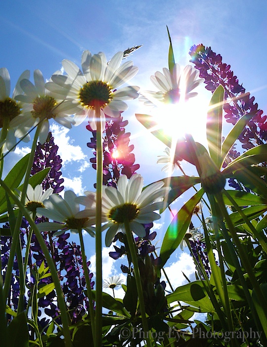 9. Sunlight Through the Daisies.jpg