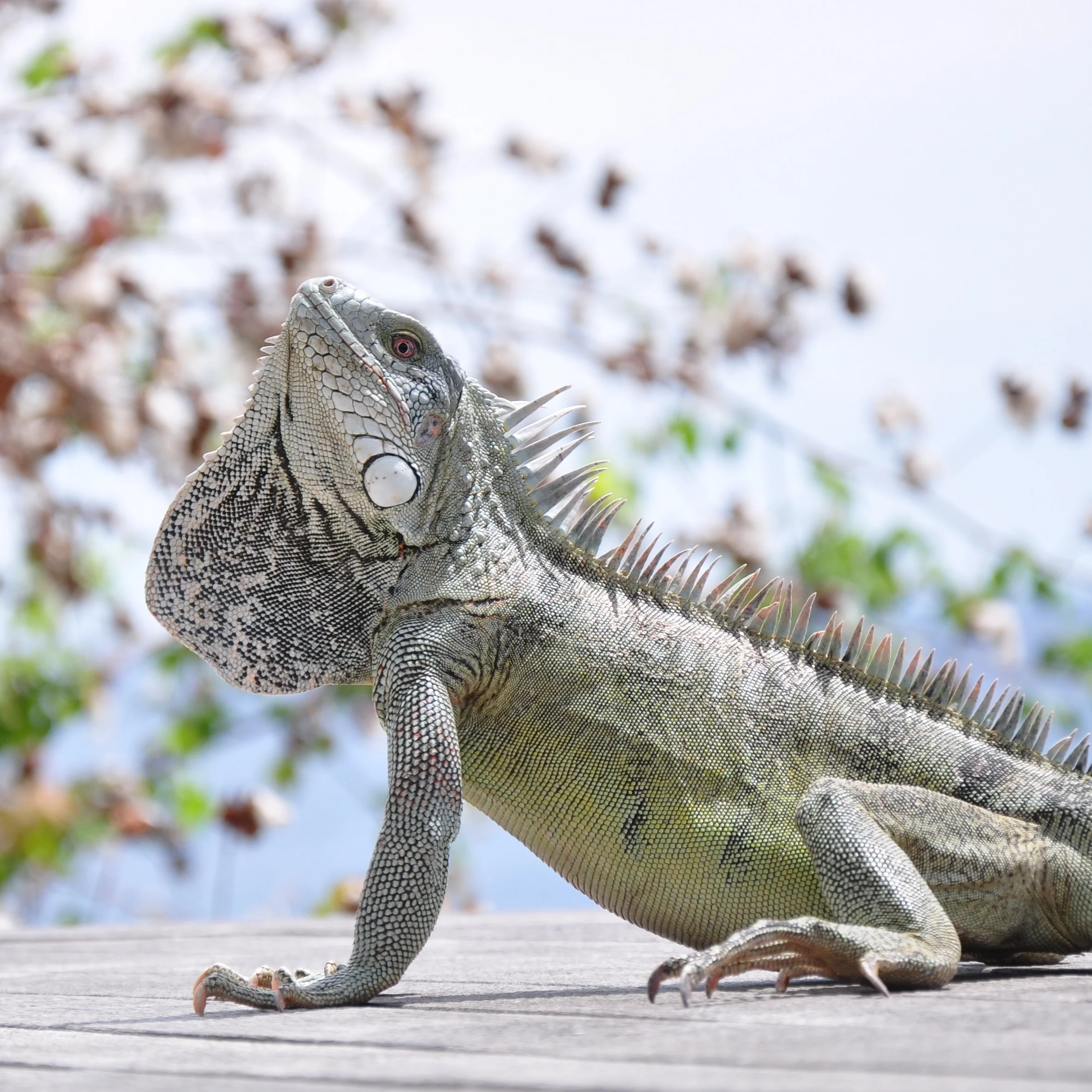 Bonaire