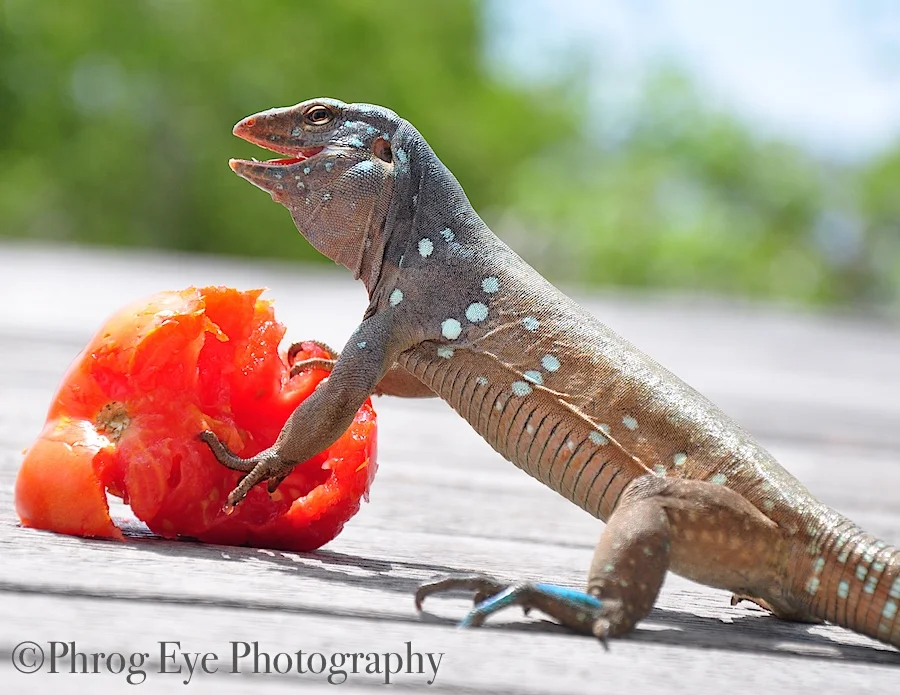 2011 04 bonaire 090.jpg