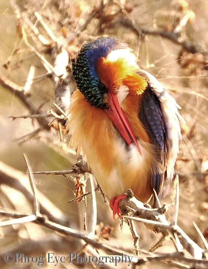 Malachite Kingfisher preen.jpg