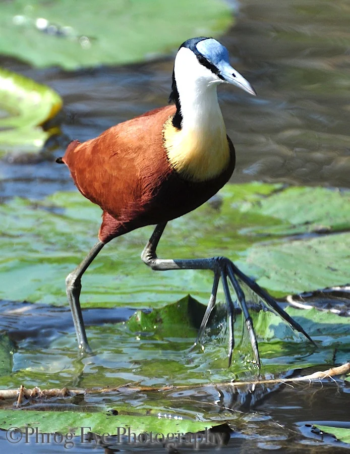 African Jacana.jpg