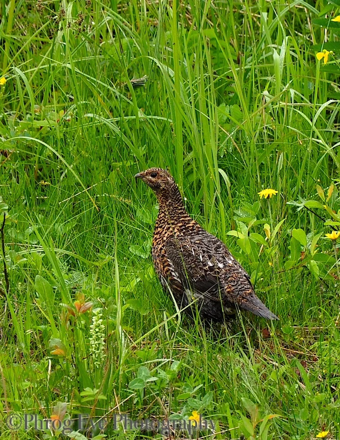 DSC_0090.jpg