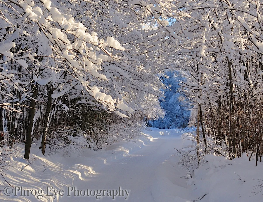 DSC_0484.jpg