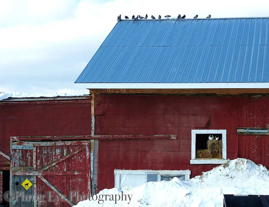 fix barn (1).jpg