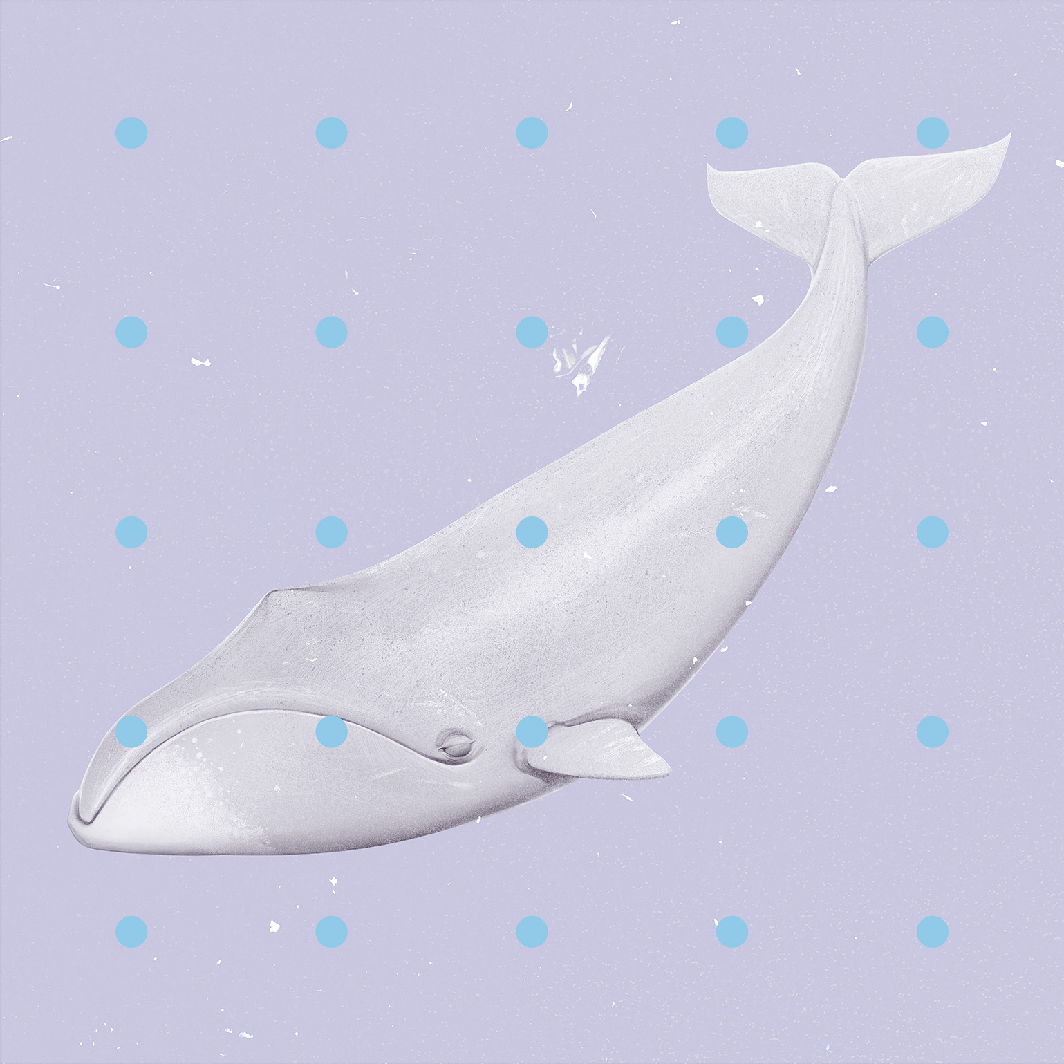 whale_hi.jpg