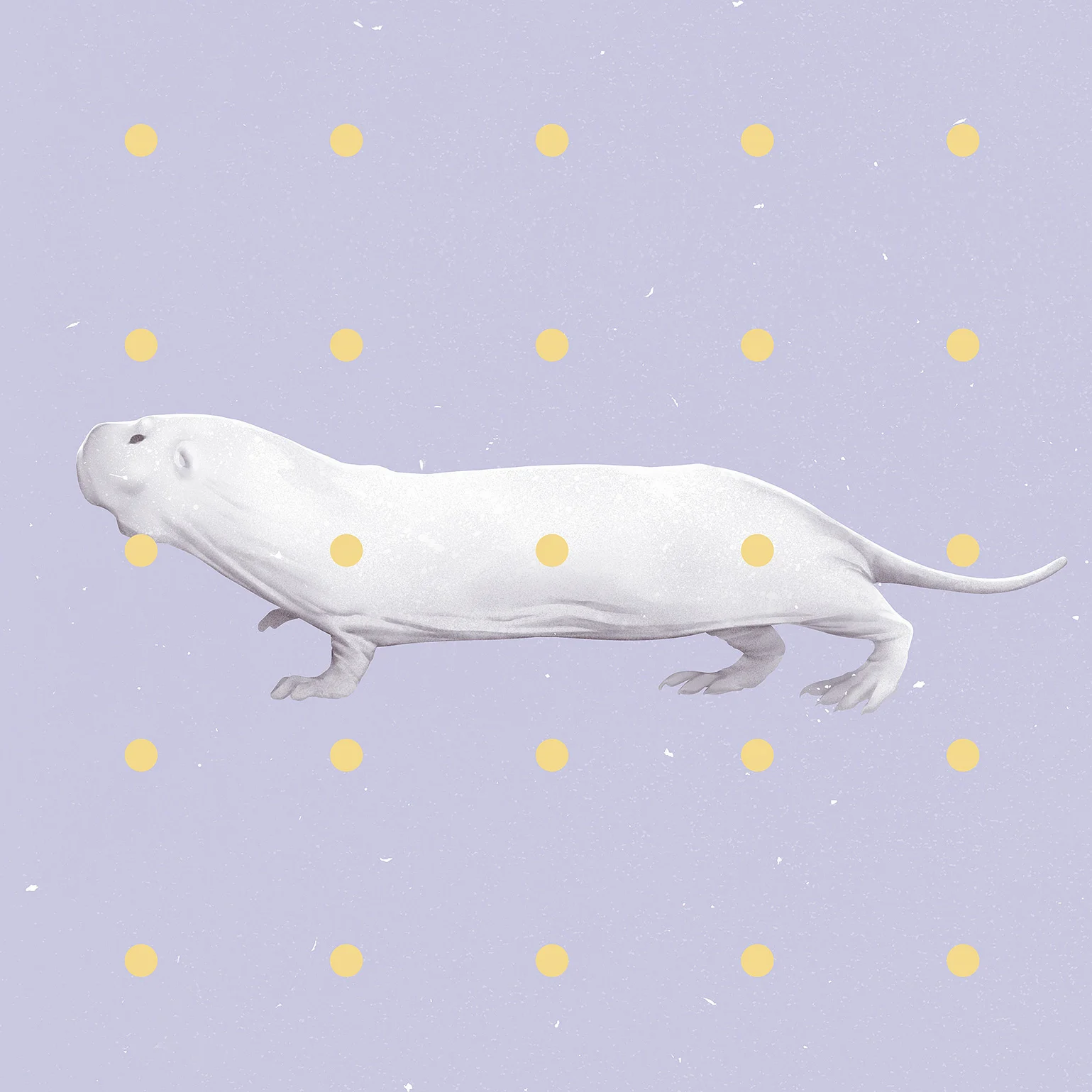 mouse_hi.jpg