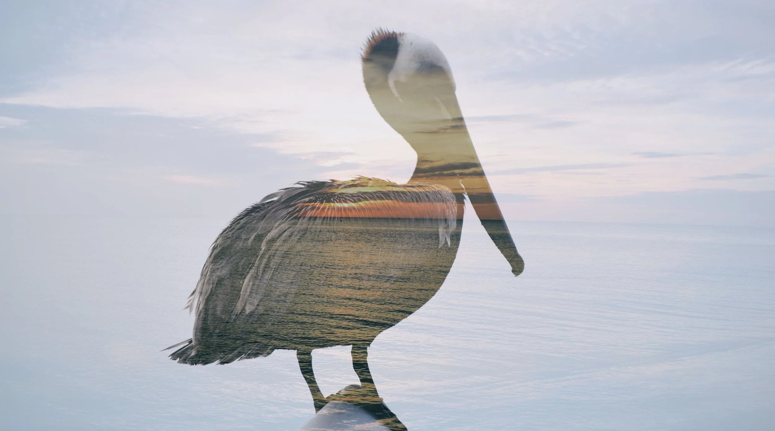 Pelican+Society+New.jpg