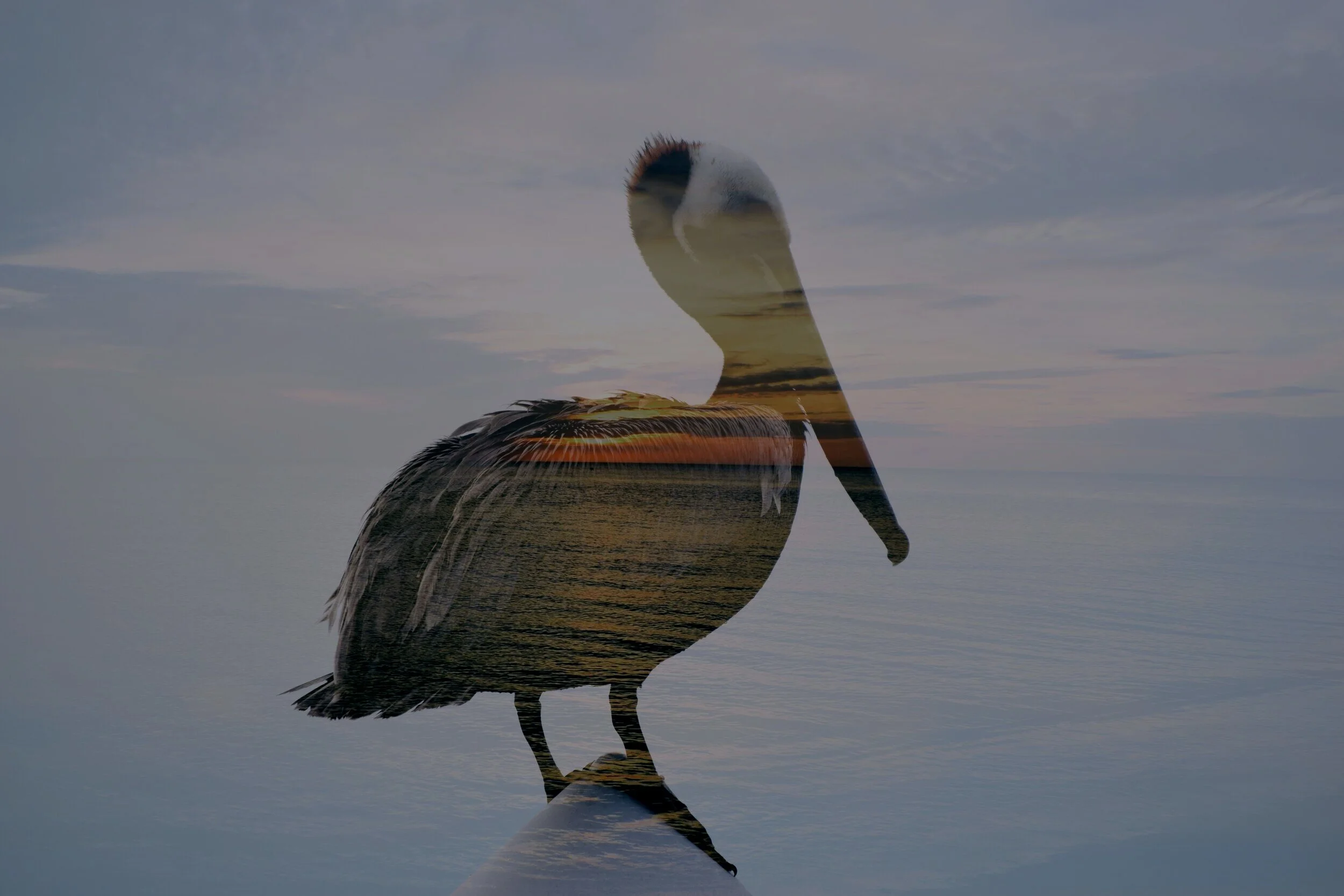 Pelican+Society+New.jpg