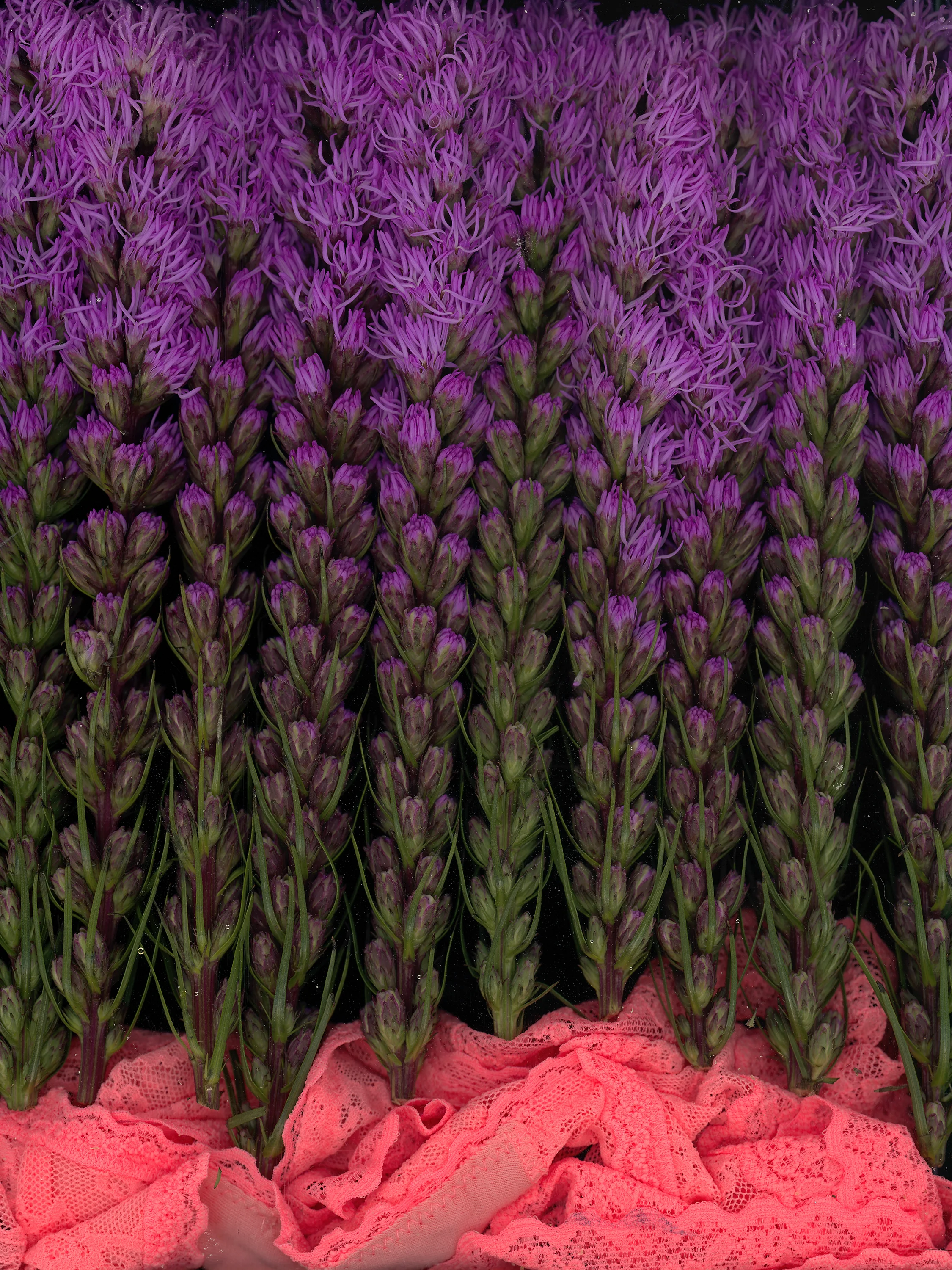 victoria marie bee, the velvet sweat of soil,&nbsp;2016[click on image for fullscreen]