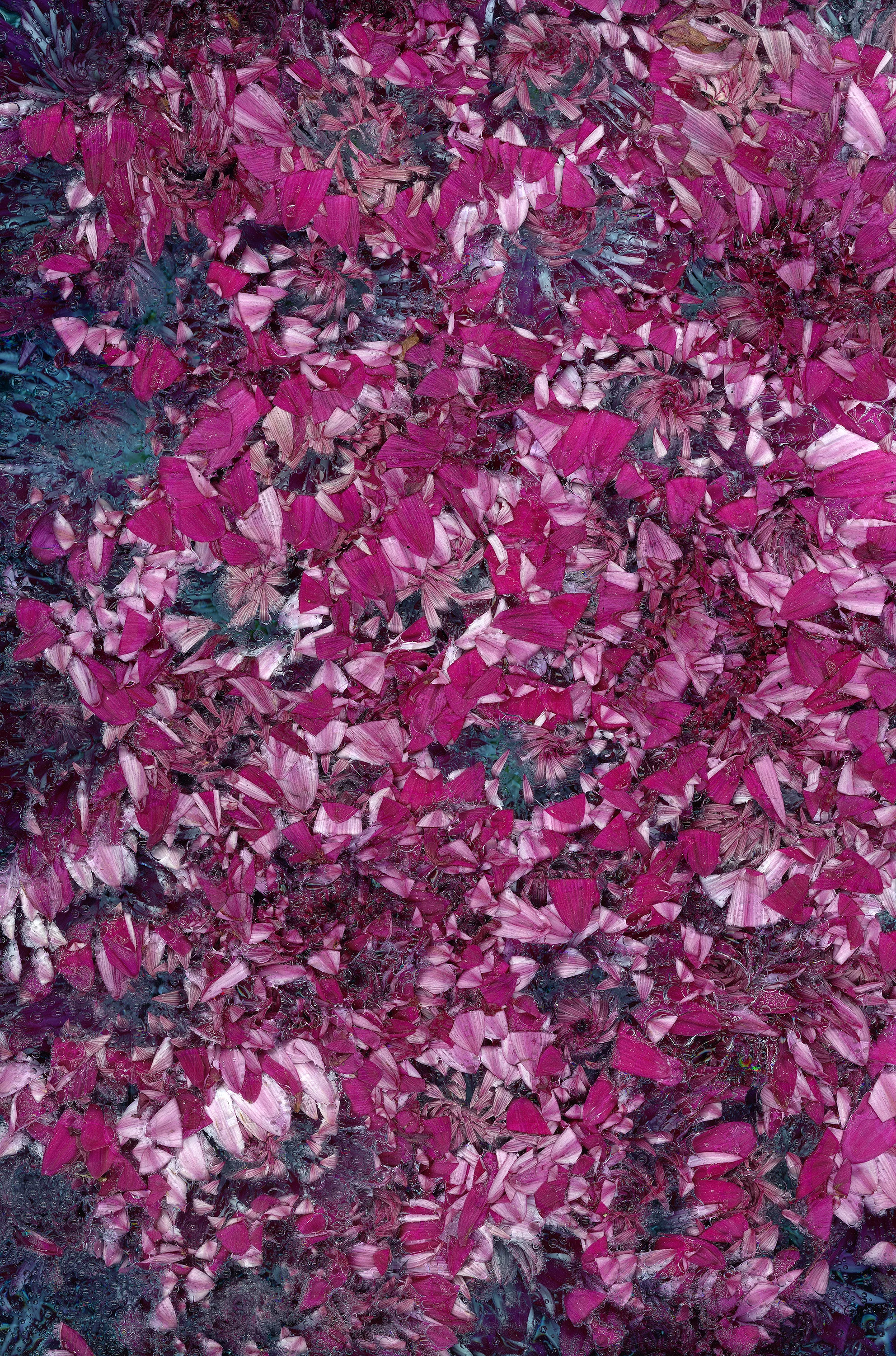 victoria marie bee, a dying species of light, 2017 [click on image for fullscreen]