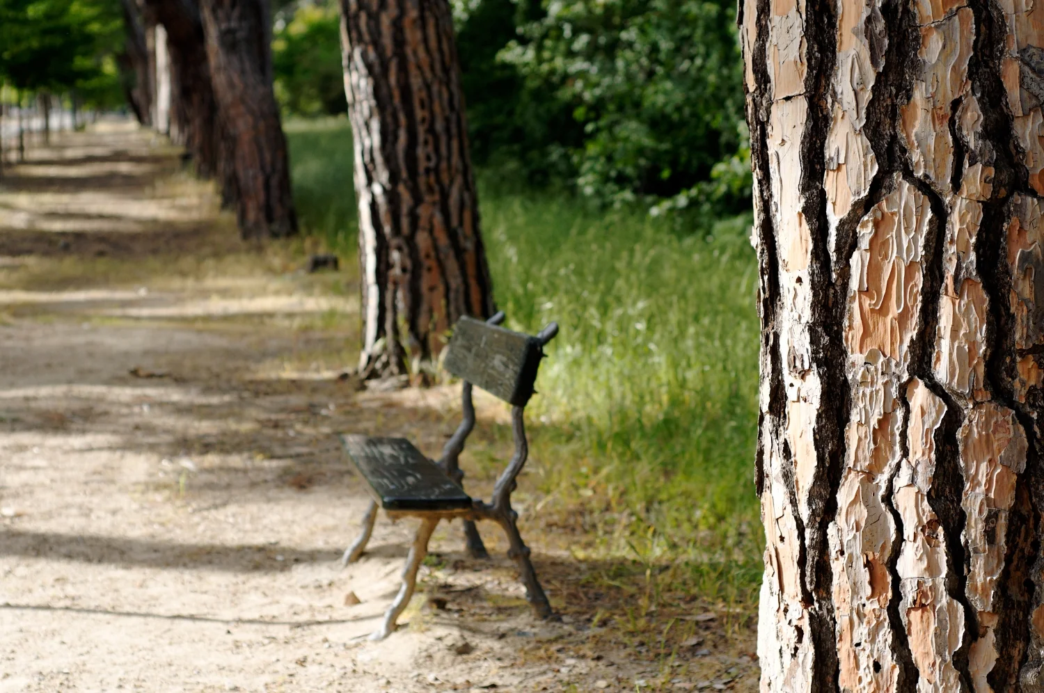 park bench path.jpg