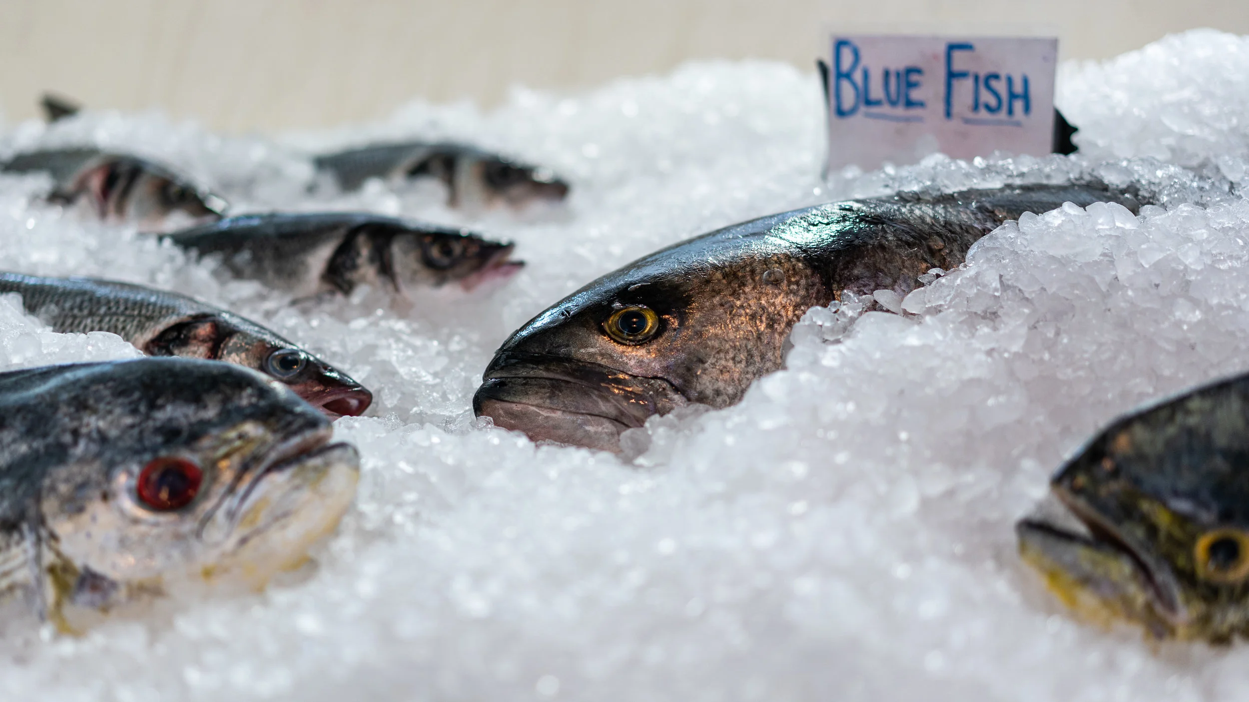 Blue Fish-1.jpg