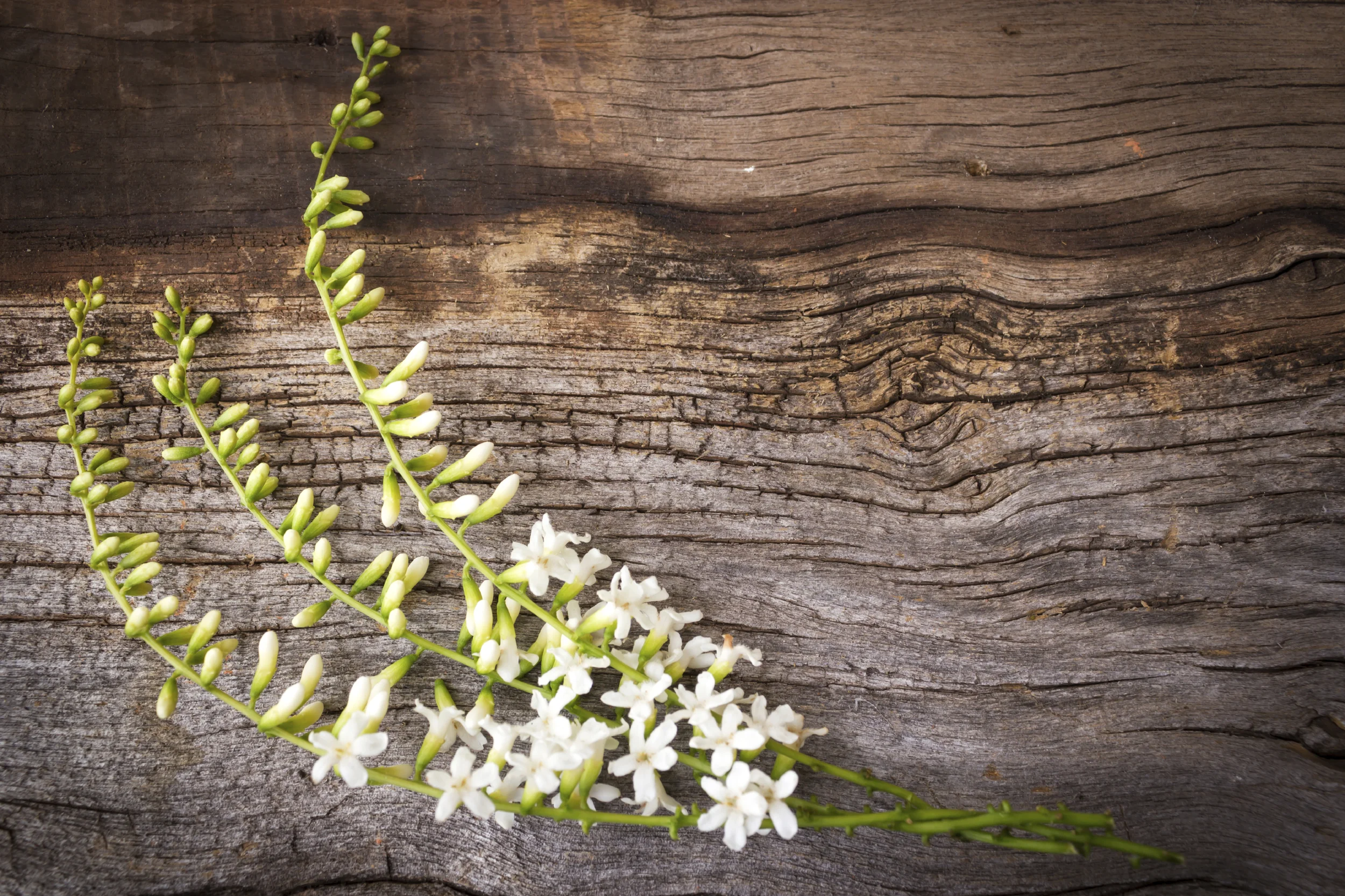 iStock_000065845599_Large.jpg