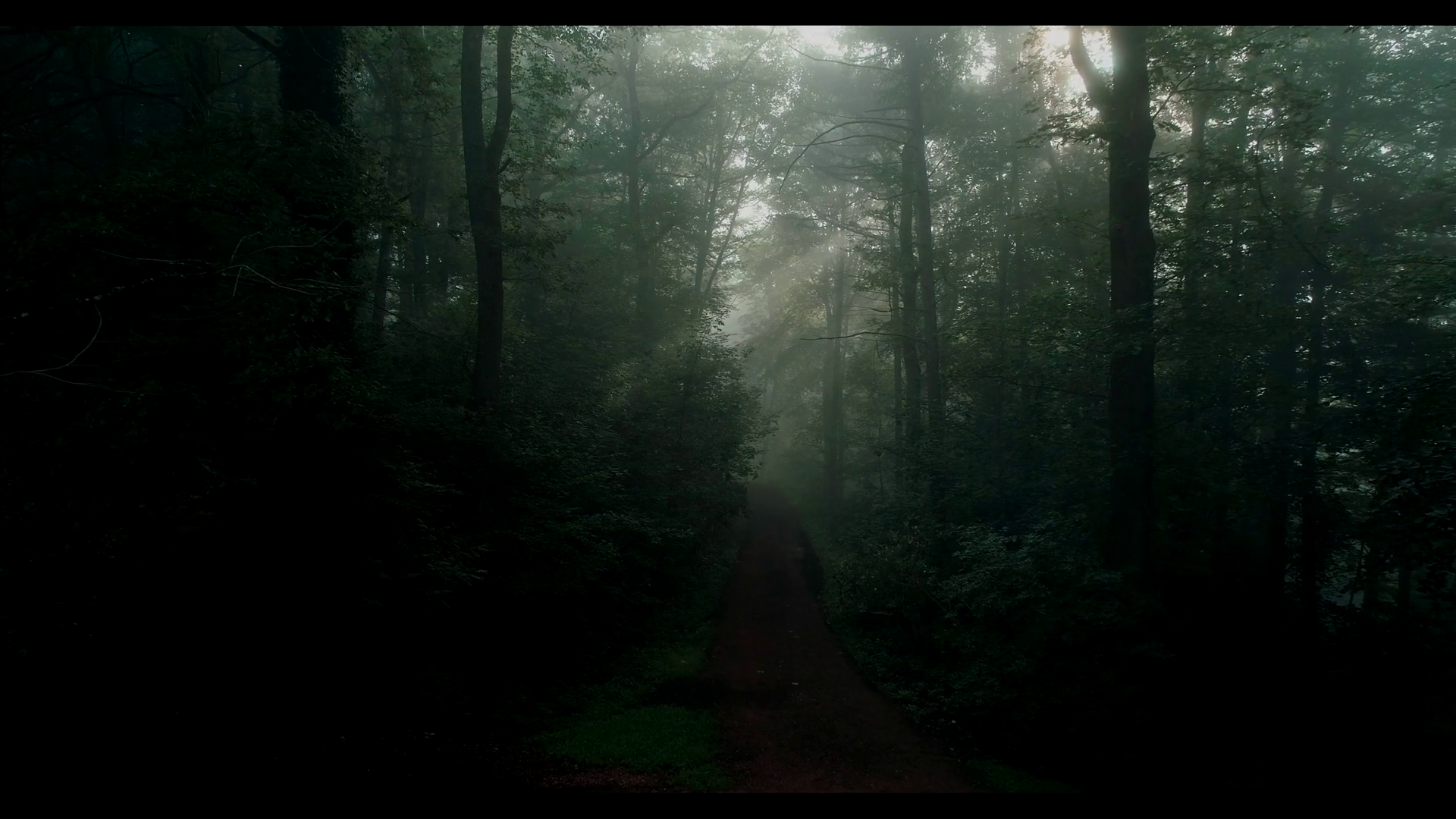 videoblocks-dark-forest-at-sunrise-lights-beetwee-trees-shining-fog-scray-creepy-mystic_bgoggcmxg_thumbnail-full01.png