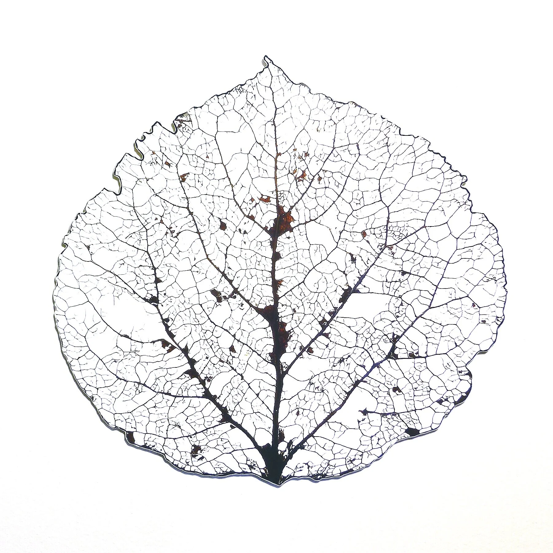 Medium-Small-Aspen-Leaf-Skeleton-1.jpg