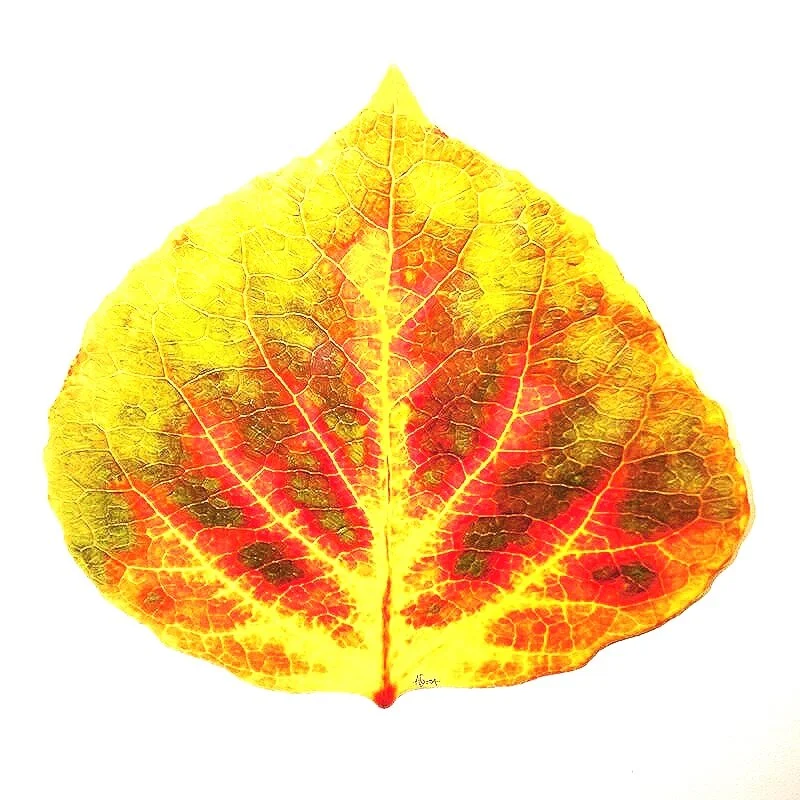 Medium-Green%252C-Orange%252C-and-Yellow-Aspen-Leaf-2.jpg