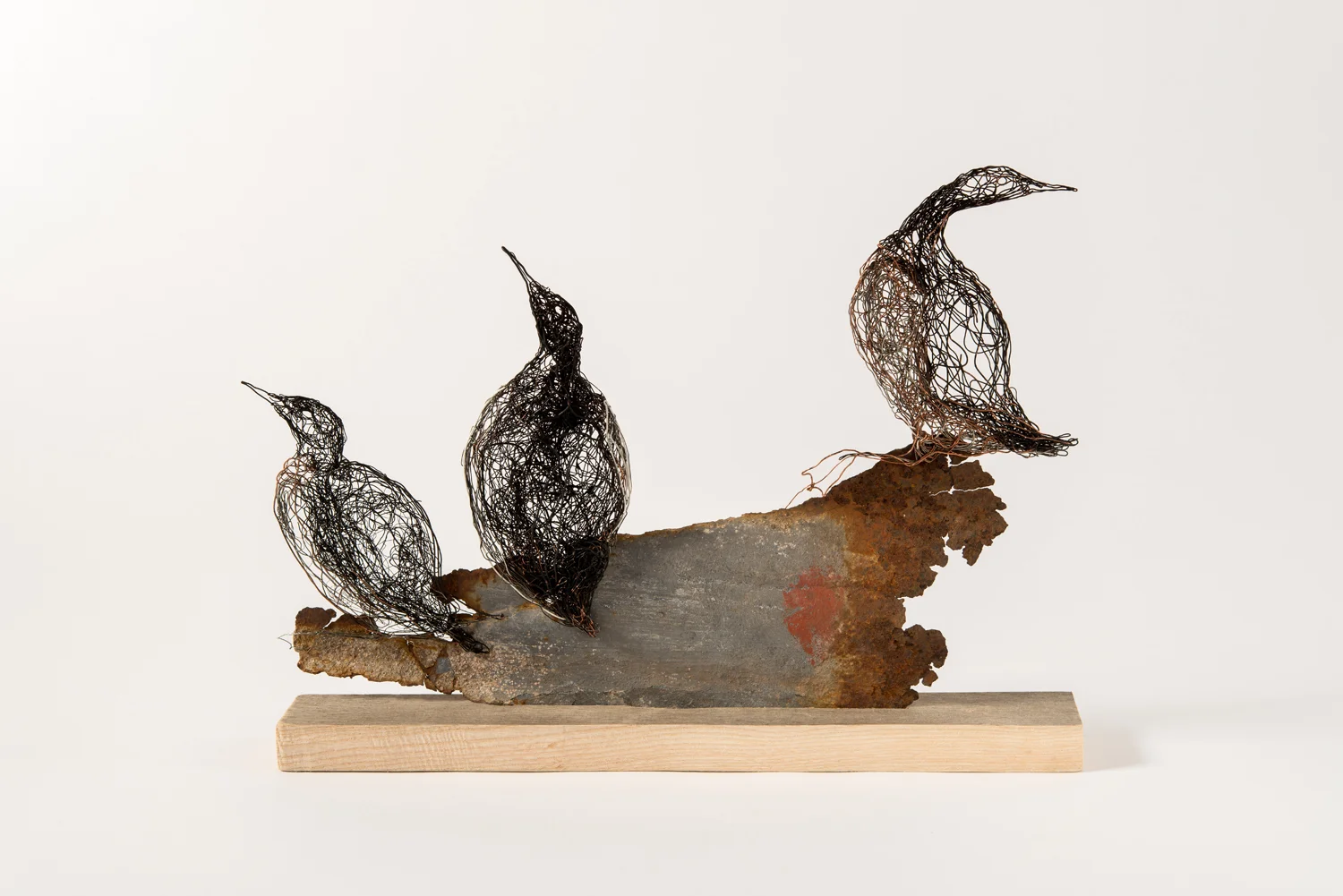 Guillemots on Rock