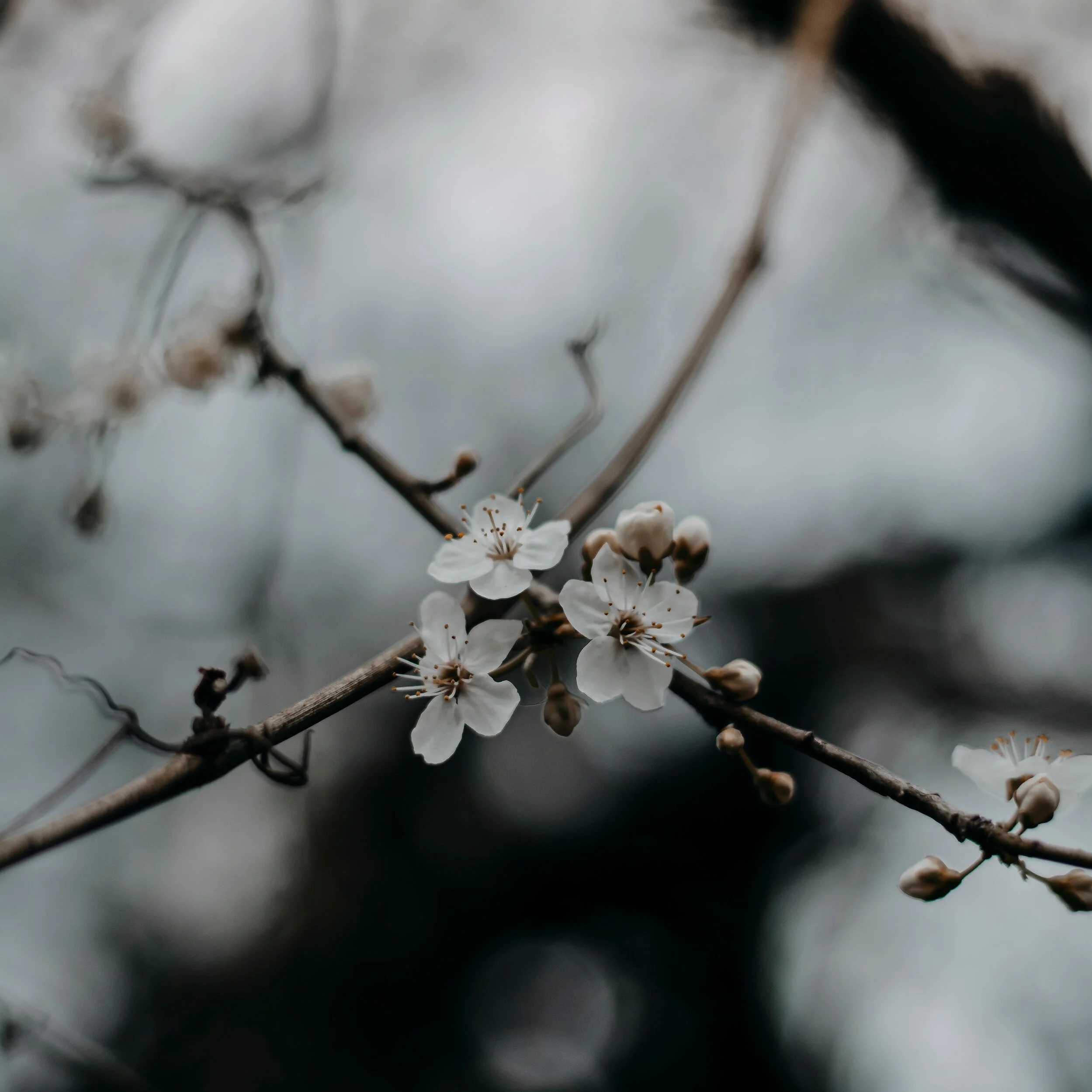 Tuesday Tactics:  Best Practices for Re-Opening Public Lands 