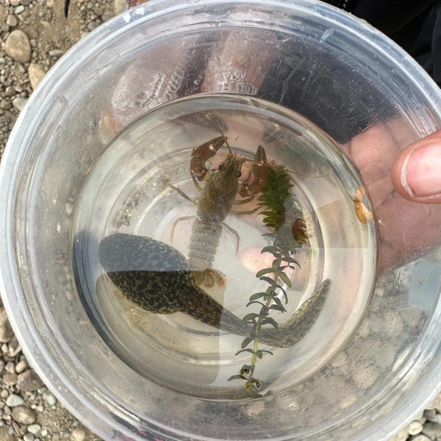 Zephyr Schnelbach, science educator with Classrooms Unleashed in Sacramento, shared these great photos of fifth-grade students from Elliott Ranch Elementary searching for macroinvertebrates.