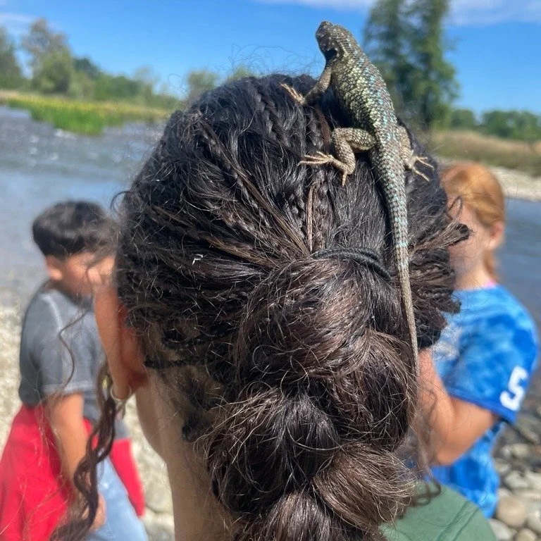Alexia Cabiness, Program Instructor, captured an exciting moment in the field, a Western Fence Lizard (aka &ldquo;blue belly&rdquo;) up close!

Students from Pershing Elementary in Orangevale, CA had an unforgettable time on their Classrooms Unleashe