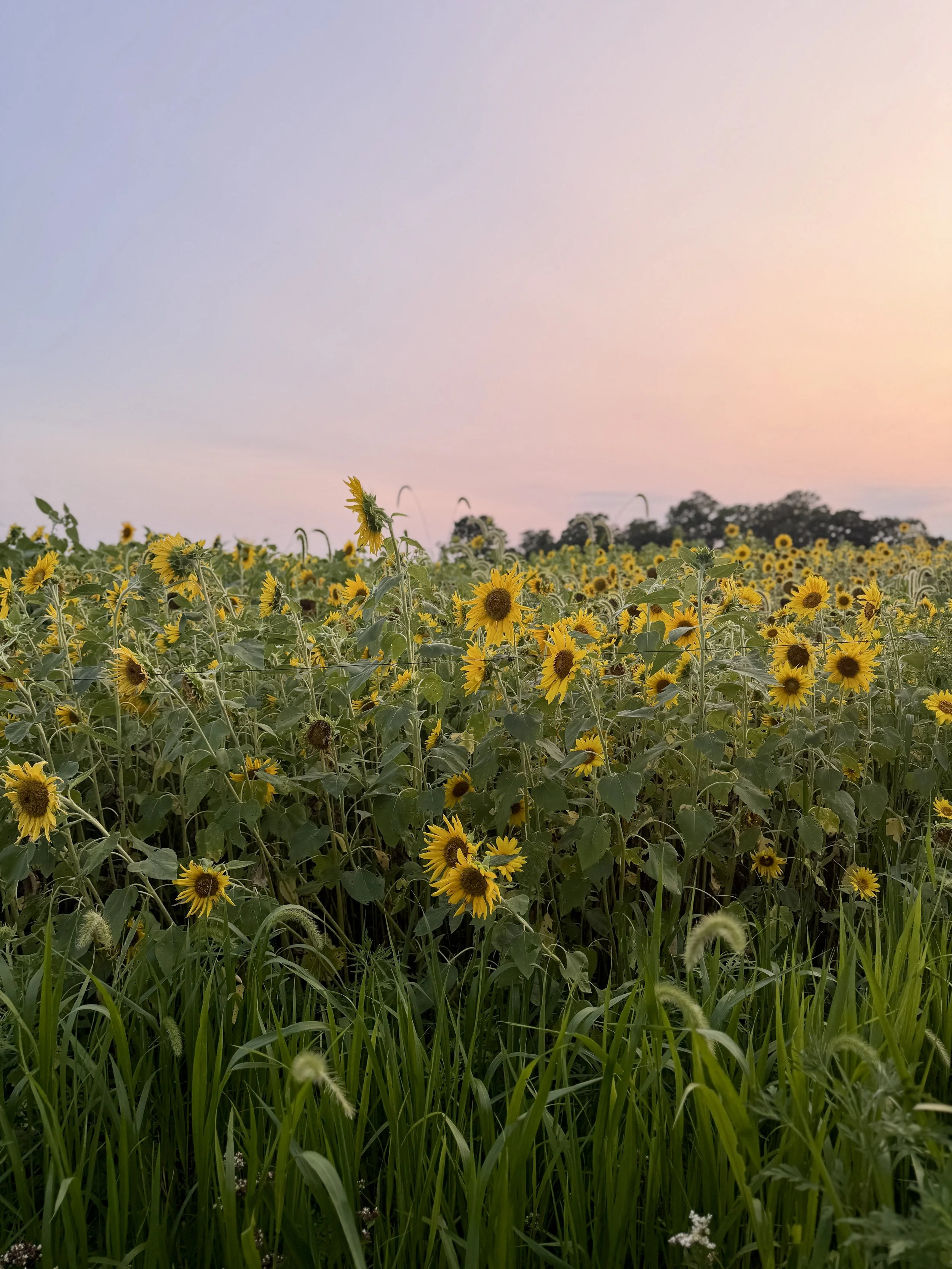 Don’t Forget to Enjoy your Harvest 
