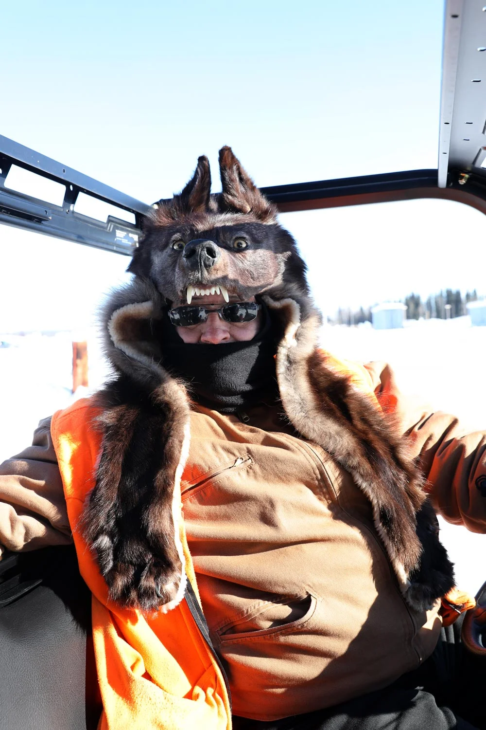 Cycocephalus, Fairbanks, Alaska