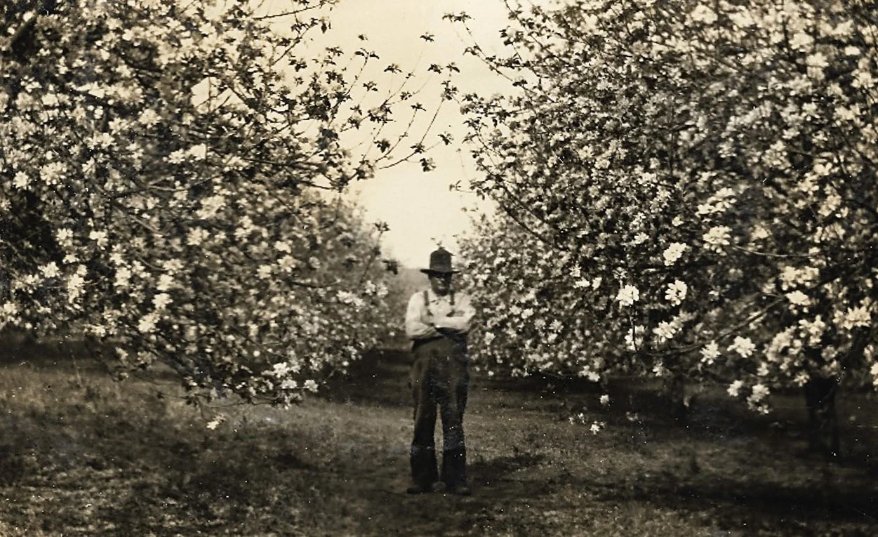 Cane Hill Apple Orchard