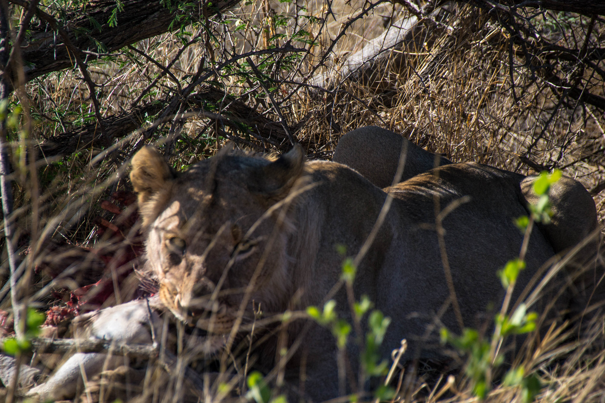 DSC_0705.jpg