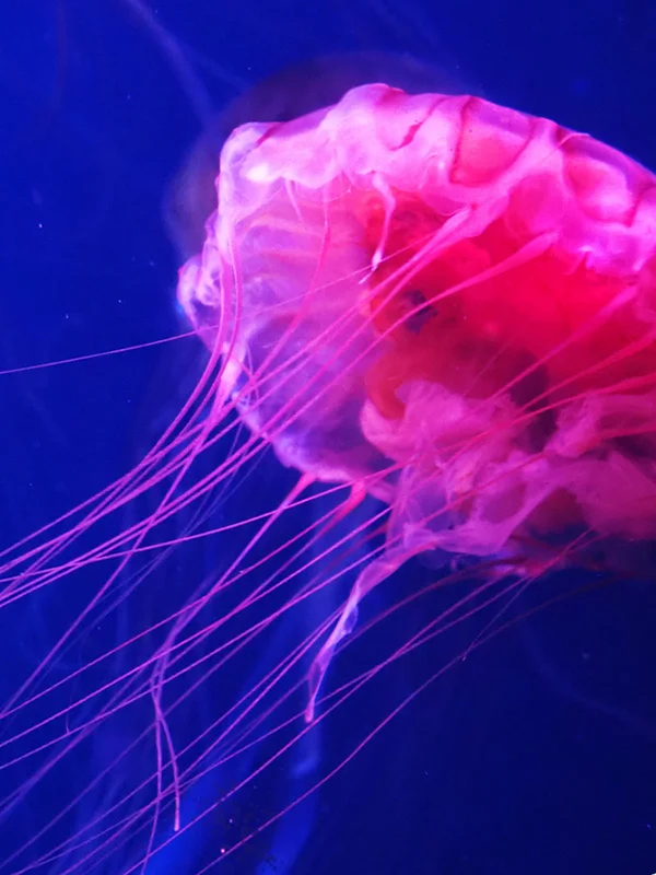 jellyfish_thumb.jpg