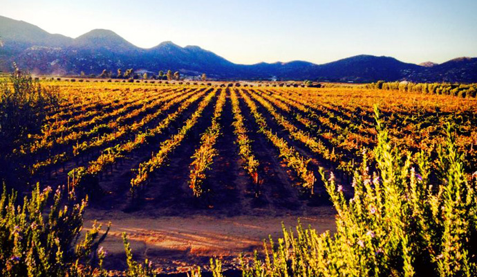 Valle_Guadalupe_Scenic_View_24_Medium_Vinyard.jpg