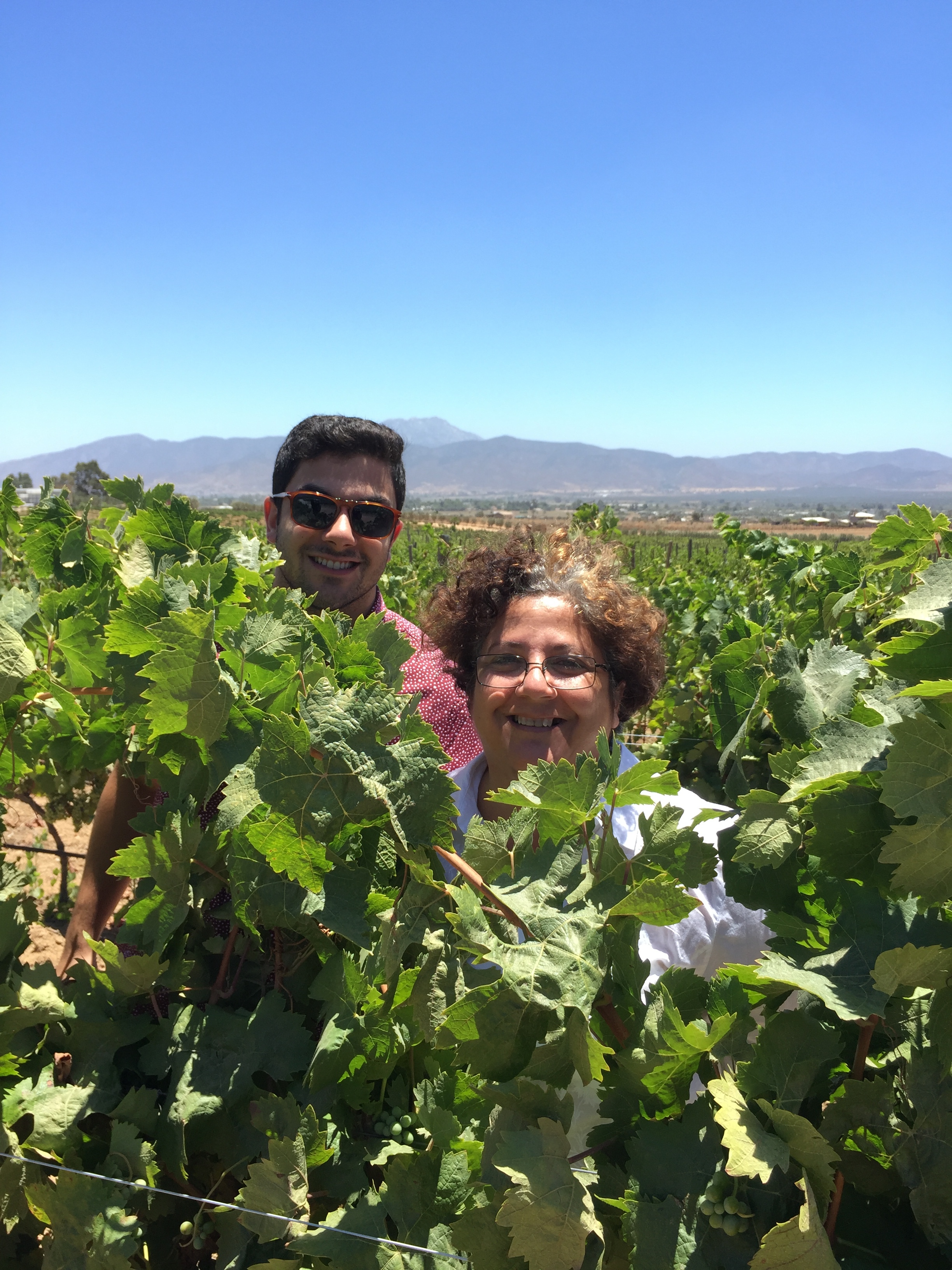In_The_Vinyards_at_Las_Nubes_July_2016.JPG