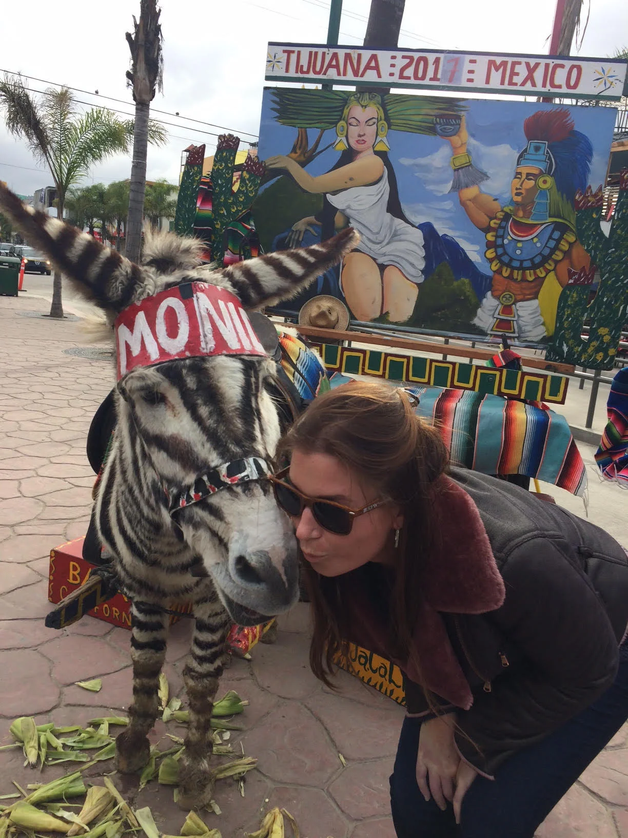 Zonkey_3.jpg