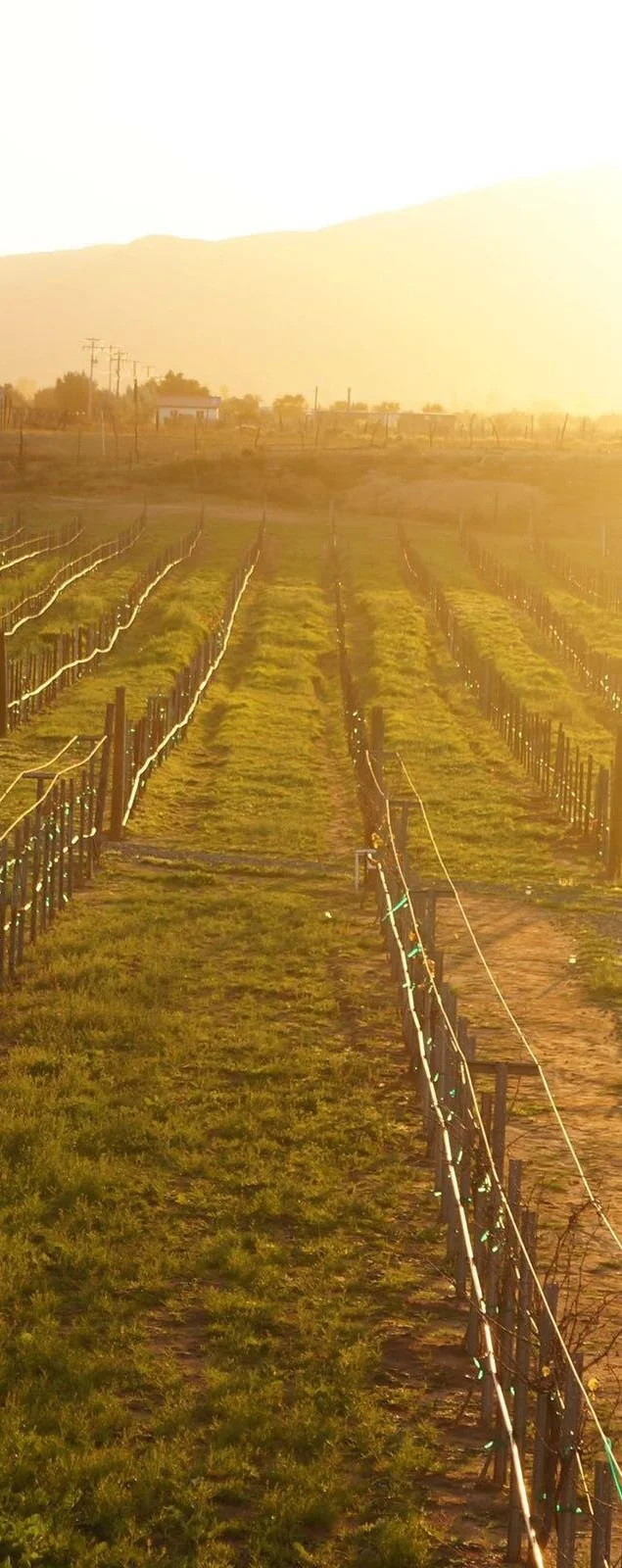 BTK_Land_Rover_LR4_Torres_Alegre_Winery_VDG.jpg