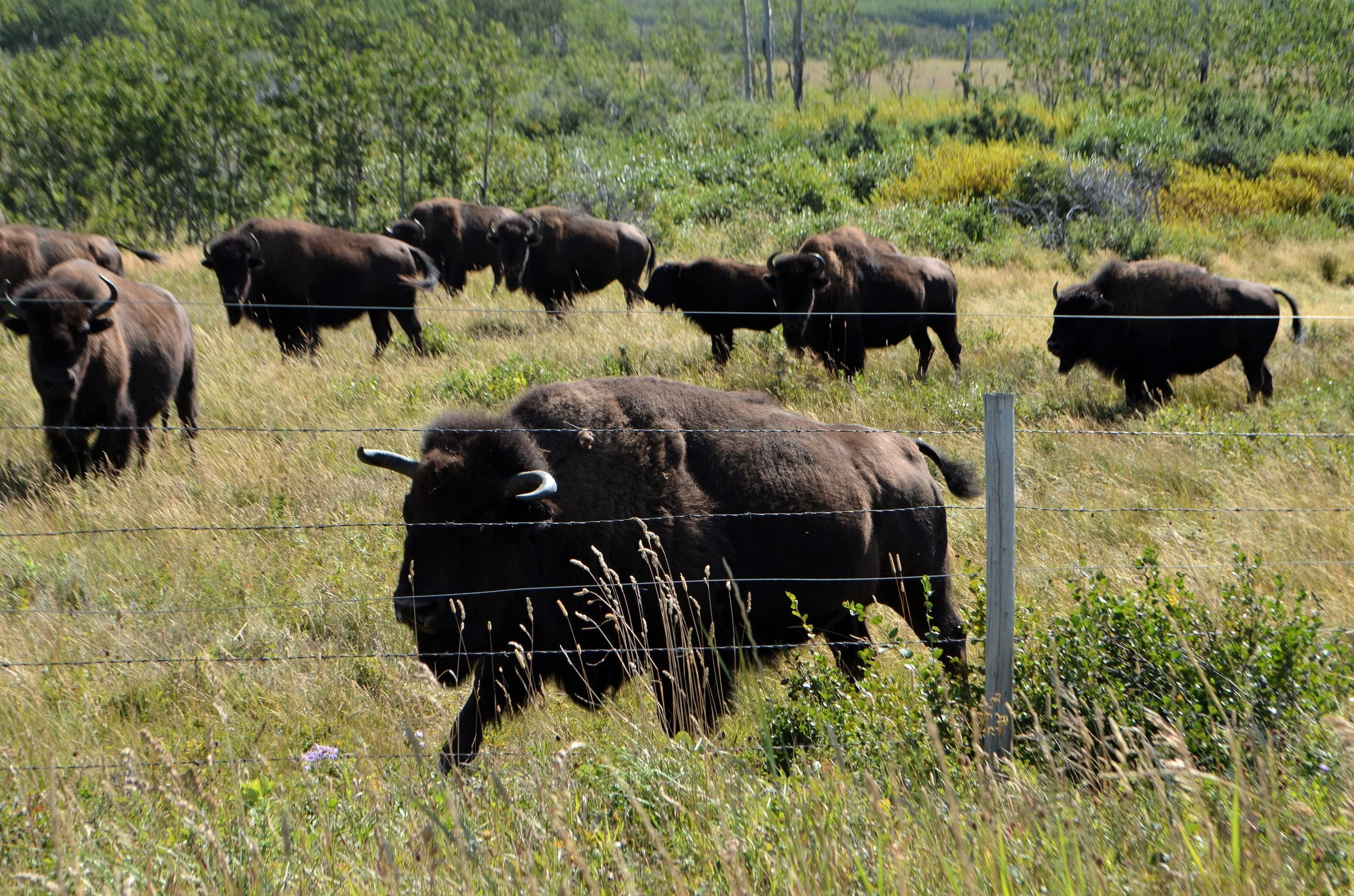 nine bison grazing in a field near a fence