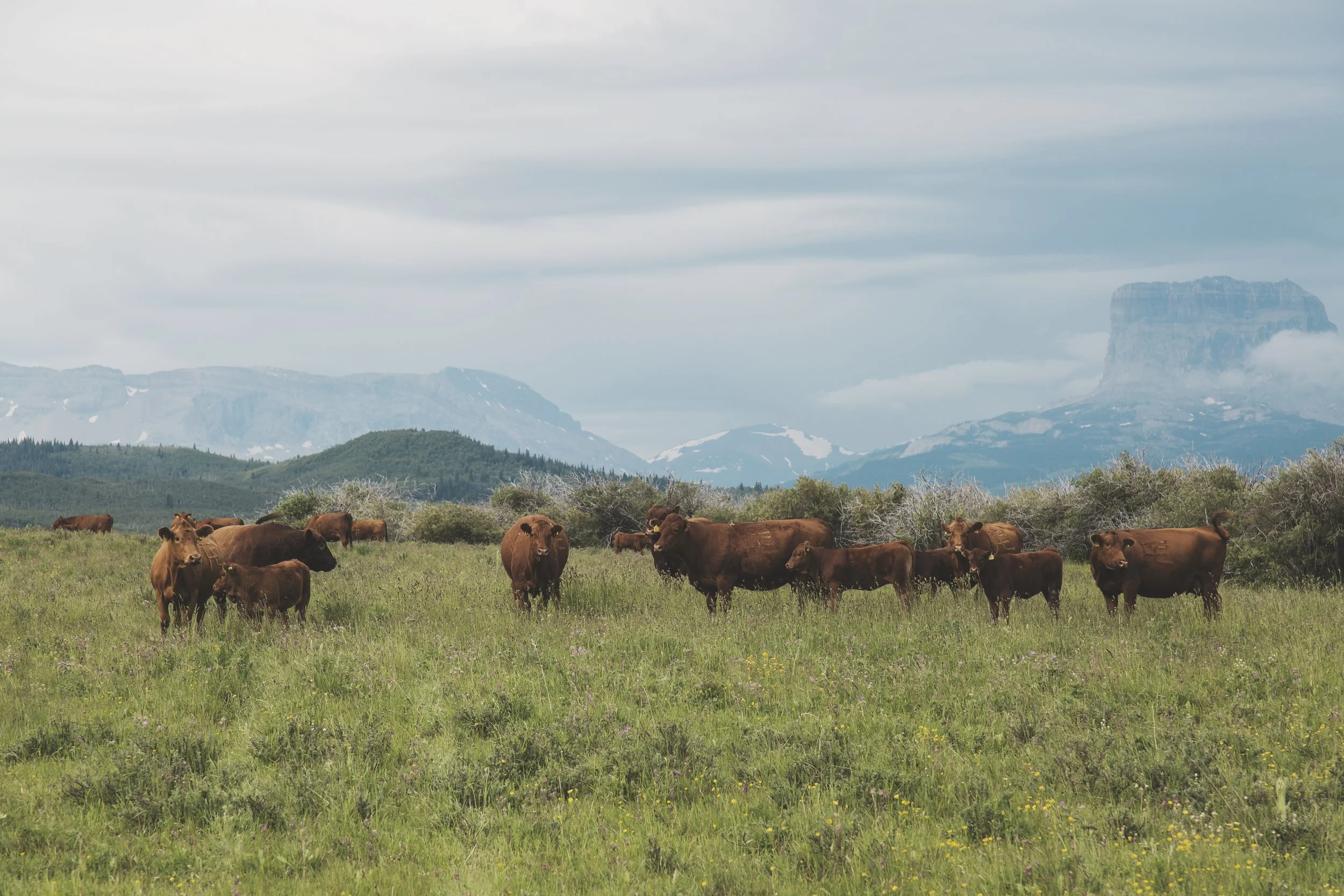 a dozen cows grazing in a field with mountains in the background