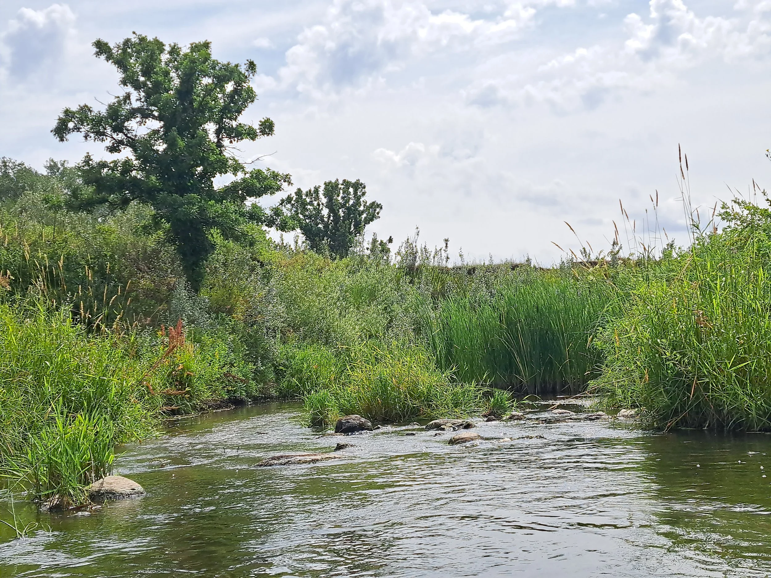a river bordered with tall grasses