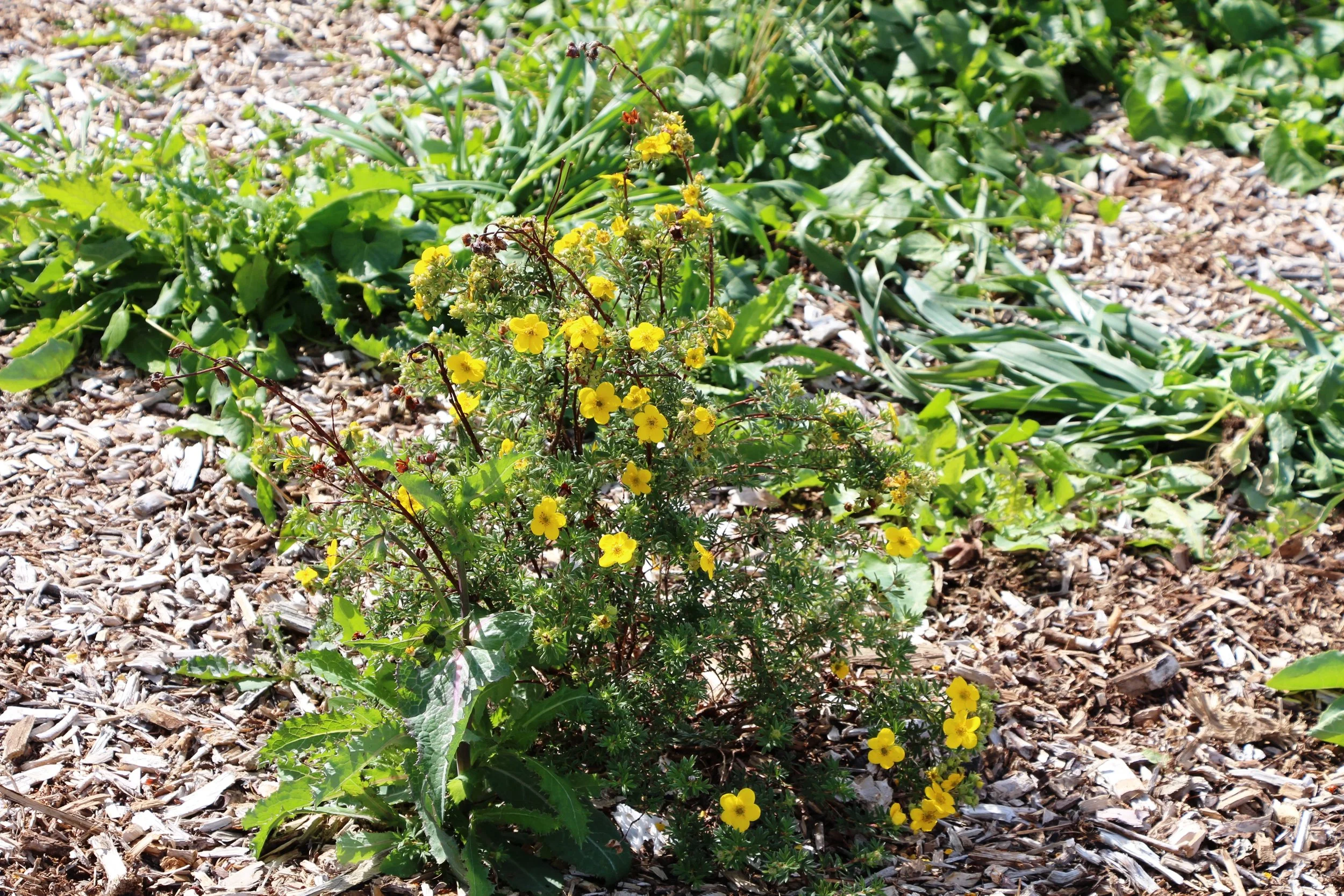 cinquefoil, a plant with small yellow flowers, planted in mulch