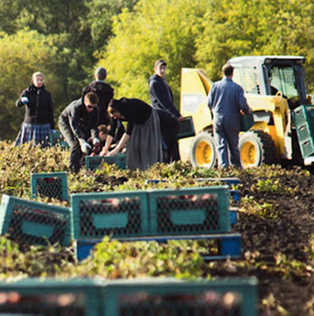 The Hutterites