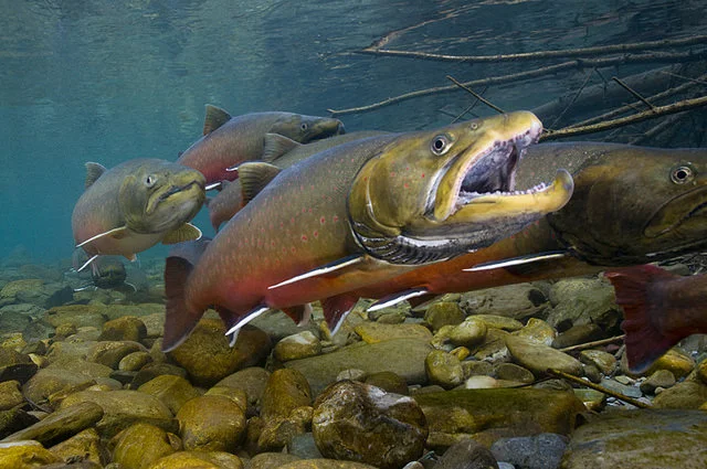 All photos are from the Oldman Watershed Council's photo library - you can access beautiful photos for free at: https://www.flickr.com/photos/130716966@N07/albums